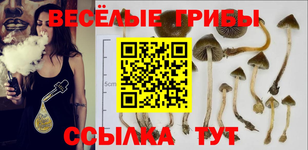 Галлюциногенные грибы Psilocybe Котельники